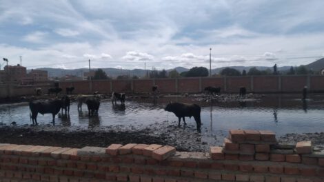 Inspección al Matadero en Oruro