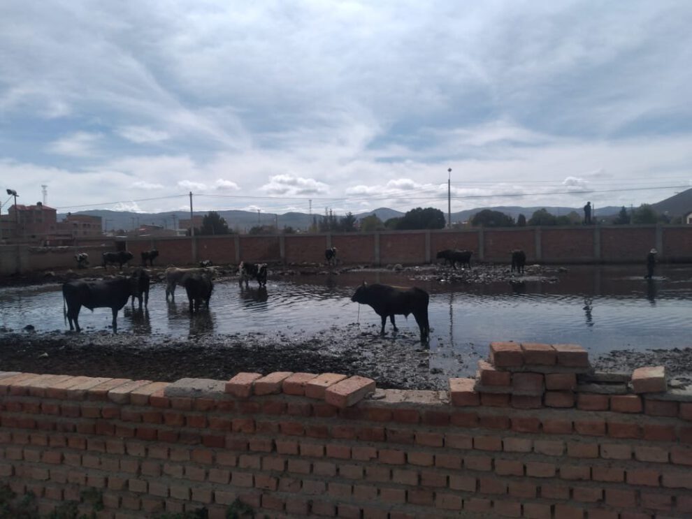 Inspección al Matadero en Oruro