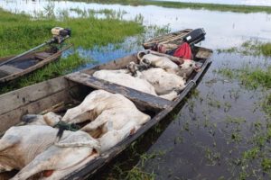 Inundaciones en Beni, ganaderos luchan por salvar su ganado