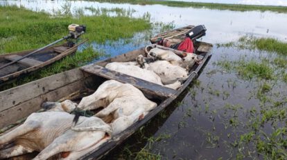 Inundaciones en Beni, ganaderos luchan por salvar su ganado