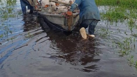 Emergencia en Moxos por desborde de ríos afecta a 360.000 reses