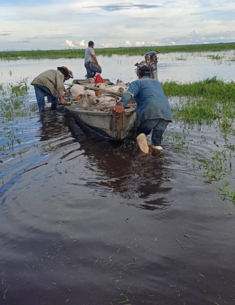 Emergencia en Moxos por desborde de ríos afecta a 360.000 reses