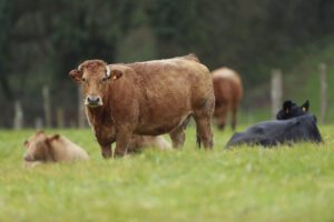 Uso de antibióticos en la agricultura
