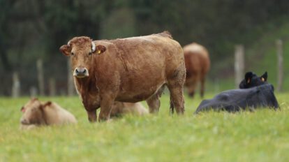 Uso de antibióticos en la agricultura