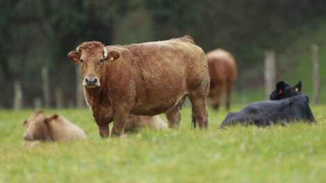 Uso de antibióticos en la agricultura