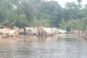 Inundaciones en Ascensión de Guarayos afectando ganado vacuno