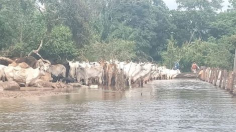 Inundaciones en Ascensión de Guarayos afectando ganado vacuno