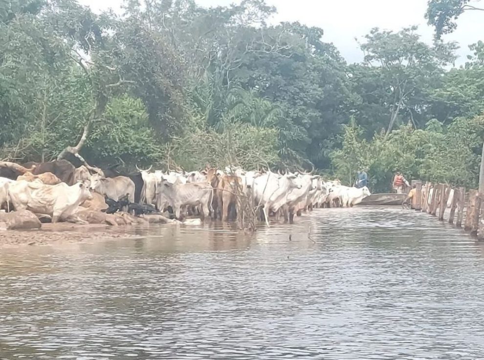 Inundaciones en Ascensión de Guarayos afectando ganado vacuno