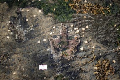 Huellas de dinosaurios en Escocia