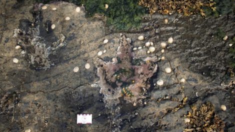 Huellas de dinosaurios en Escocia