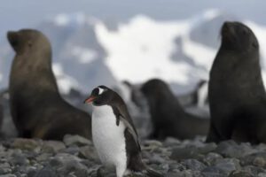 Aranceles impuestos por Trump a islas habitadas solo por pingüinos y focas
