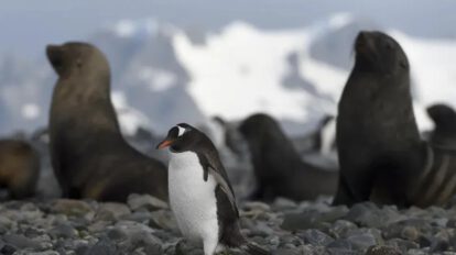 Aranceles impuestos por Trump a islas habitadas solo por pingüinos y focas