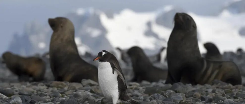 Aranceles impuestos por Trump a islas habitadas solo por pingüinos y focas