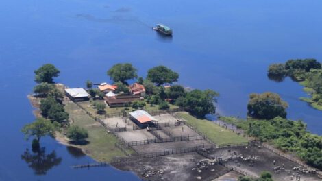 Crisis ganadera en Beni por desbordamiento de ríos