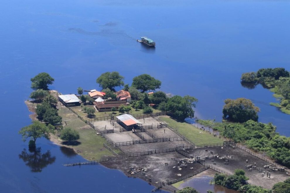 Crisis ganadera en Beni por desbordamiento de ríos