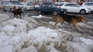 Granizada en El Alto afecta la circulación vehicular