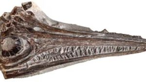 nuevo ictiosaurio en Portugal