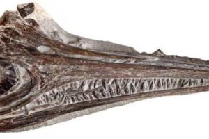 nuevo ictiosaurio en Portugal