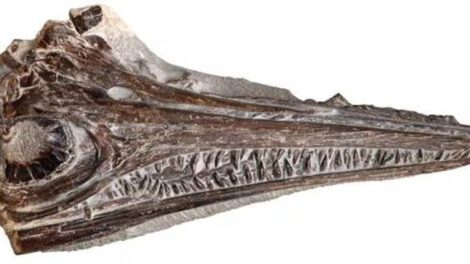 nuevo ictiosaurio en Portugal