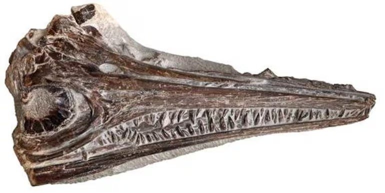 nuevo ictiosaurio en Portugal