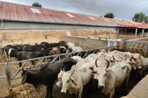 Seguridad alimentaria: 25 cabezas de ganado incautadas por contrabando