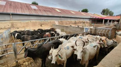 Seguridad alimentaria: 25 cabezas de ganado incautadas por contrabando