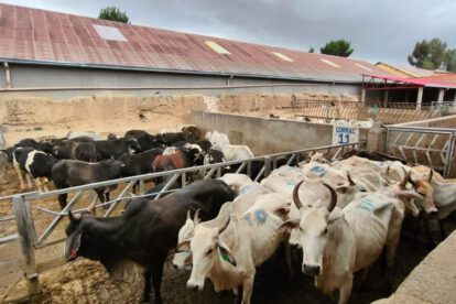 Seguridad alimentaria: 25 cabezas de ganado incautadas por contrabando