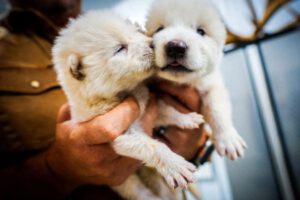 Lobos híbridos creados por Colossal Biosciences