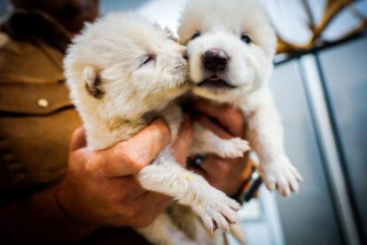 Lobos híbridos creados por Colossal Biosciences