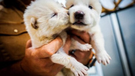 Lobos híbridos creados por Colossal Biosciences