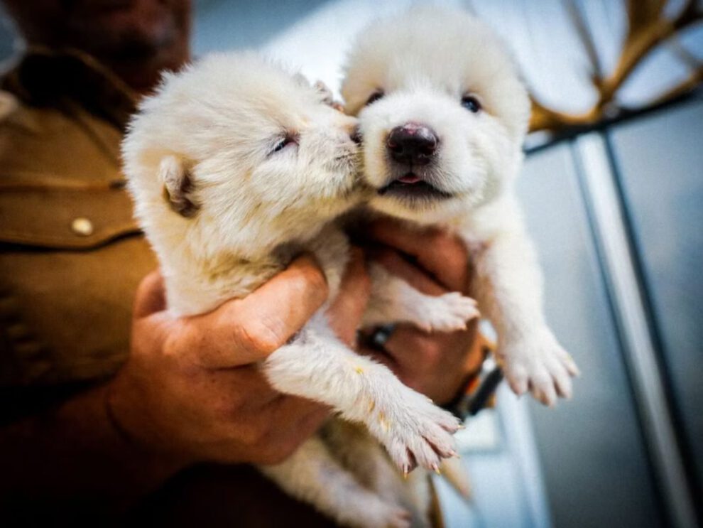 Lobos híbridos creados por Colossal Biosciences