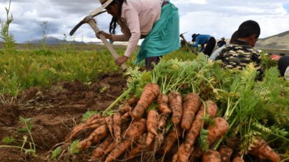Producción agrícola en Soracachi gracias a un nuevo sistema de riego