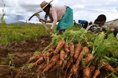 Producción agrícola en Soracachi gracias a un nuevo sistema de riego