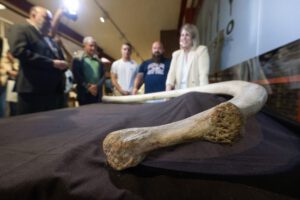 Costilla de mamut hallada en Cueva Victoria