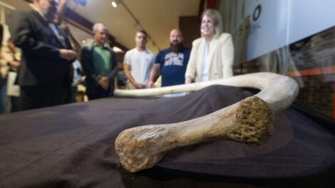 Costilla de mamut hallada en Cueva Victoria