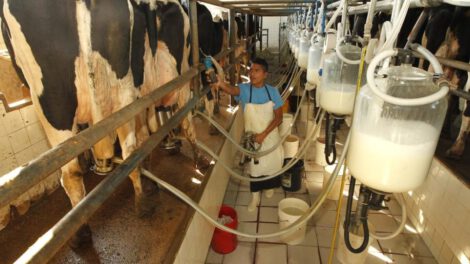 Caída del sector lechero en Bolivia