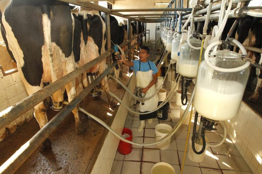 Caída del sector lechero en Bolivia