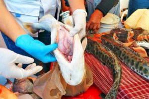 Decomiso de pescado en mal estado por la Intendencia de Cochabamba