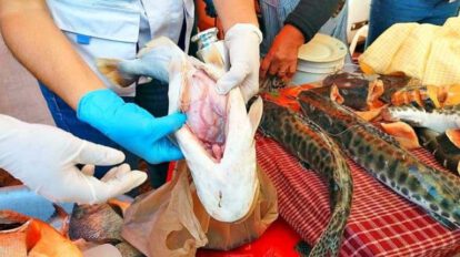 Decomiso de pescado en mal estado por la Intendencia de Cochabamba