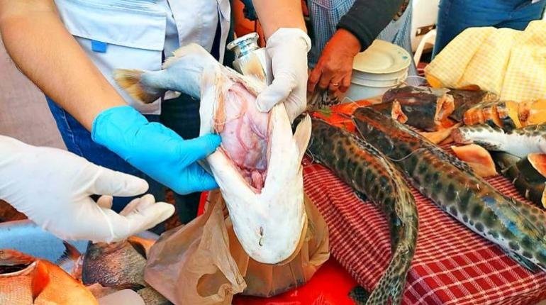 Decomiso de pescado en mal estado por la Intendencia de Cochabamba