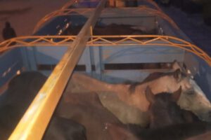 Traslado ilegal de ganado en San Pablo de Tiquina