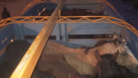 Traslado ilegal de ganado en San Pablo de Tiquina