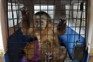 Rescatan mono ardilla Oruro