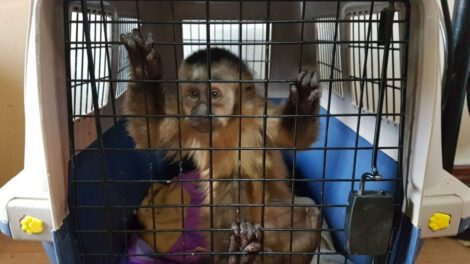 Rescatan mono ardilla Oruro