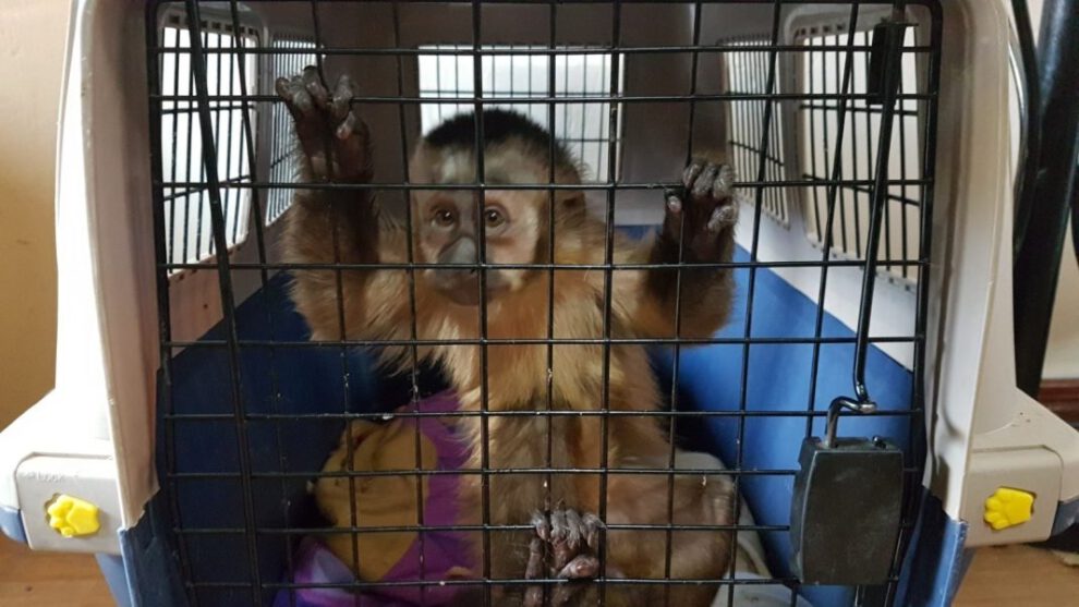 Rescatan mono ardilla Oruro