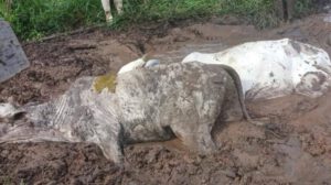 Pérdidas ganaderas en Beni por falta de alimento y agotamiento