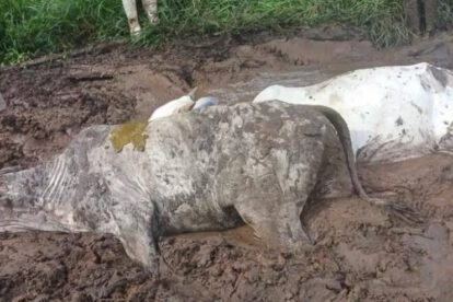 Pérdidas ganaderas en Beni por falta de alimento y agotamiento