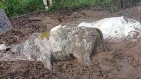 Pérdidas ganaderas en Beni por falta de alimento y agotamiento