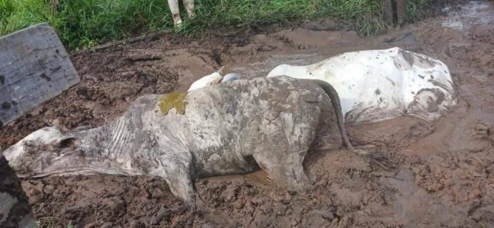 Pérdidas ganaderas en Beni por falta de alimento y agotamiento