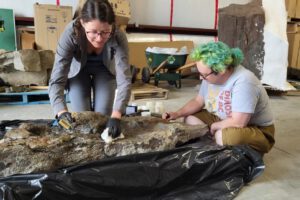 nuevo anquilosaurio Ruopodosaurus descubierto en Canadá